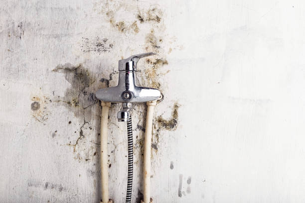 Hollister, CA Mold Removal Company