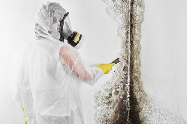 Best Residential Mold Removal  in Hollister, CA