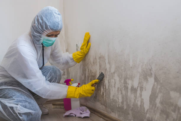 Best Crawl Space Mold Removal  in Hollister, CA