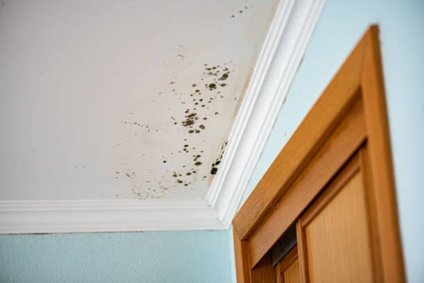 Best Black Mold Removal  in Hollister, CA
