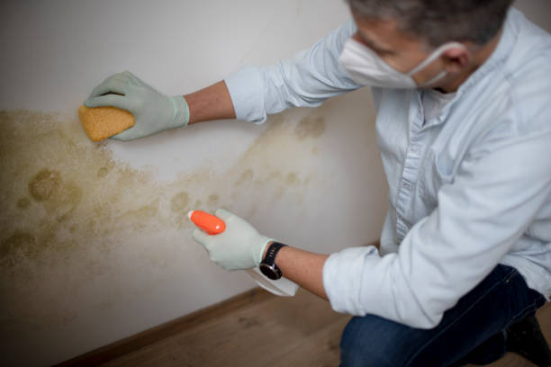  Hollister, CA Mold Removal Pros