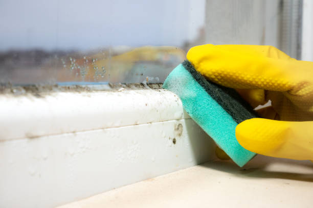 Best Office Mold Removal Services  in Hollister, CA