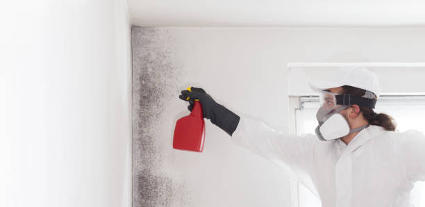 Home Mold Removal in Hollister, CA
