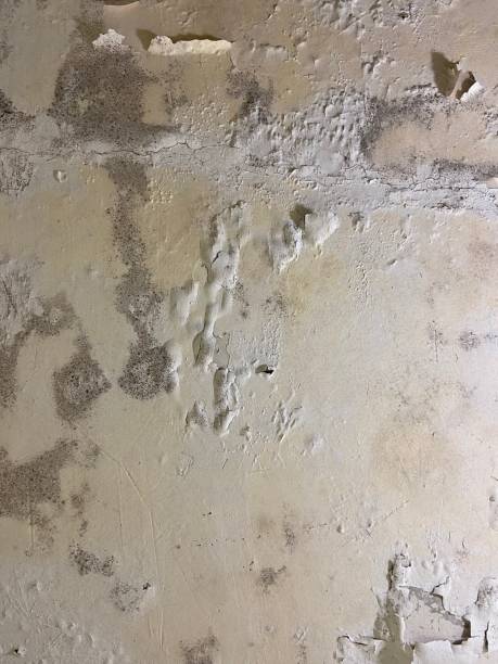 Best Black Mold Removal  in Hollister, CA