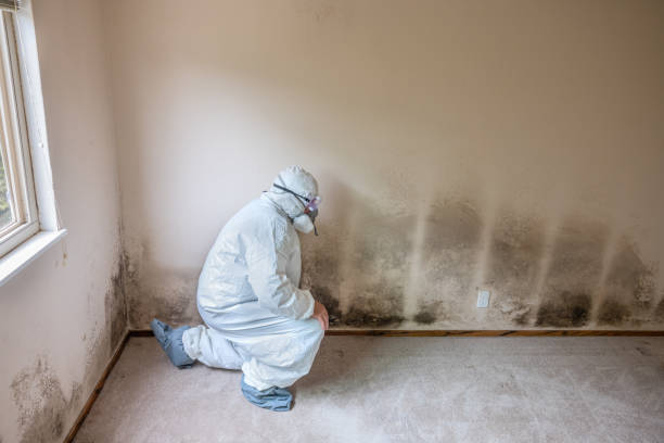 Best Mold Damage Repair  in Hollister, CA