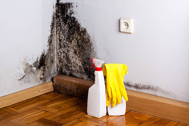 Best Certified Mold Removal  in Hollister, CA
