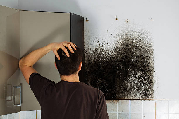 Best Toxic Mold Removal  in Hollister, CA