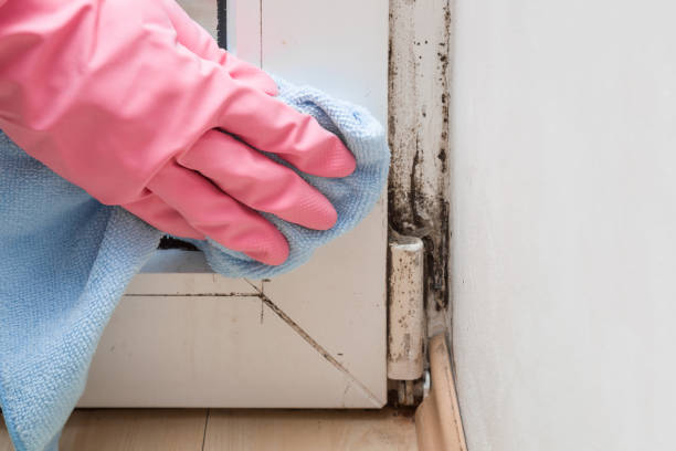 Best Office Mold Removal Services  in Hollister, CA