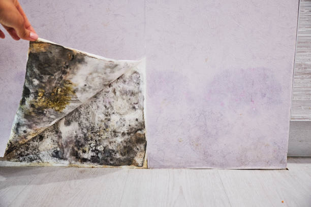 Best Crawl Space Mold Removal  in Hollister, CA
